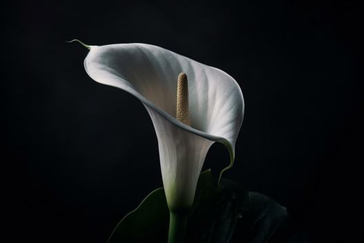 Calla Flower